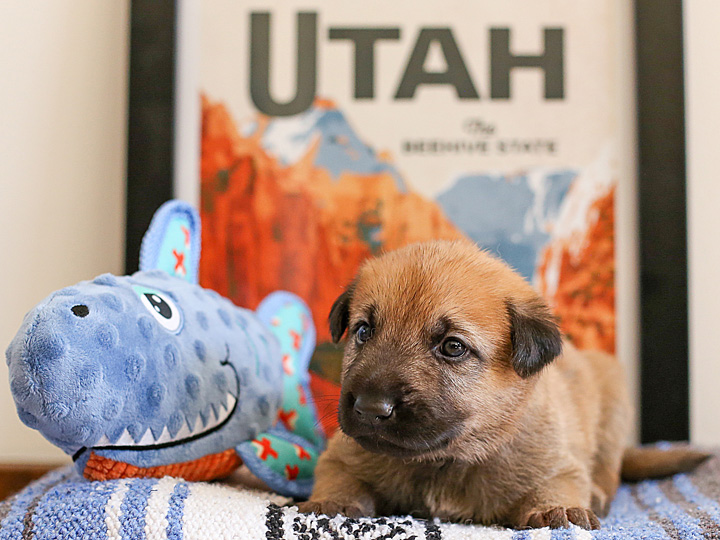 chinook puppy